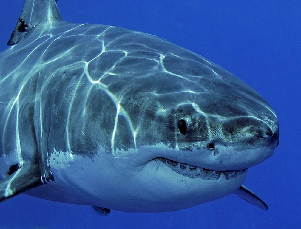 Найдена жертва акулы возрастом три тысячи лет