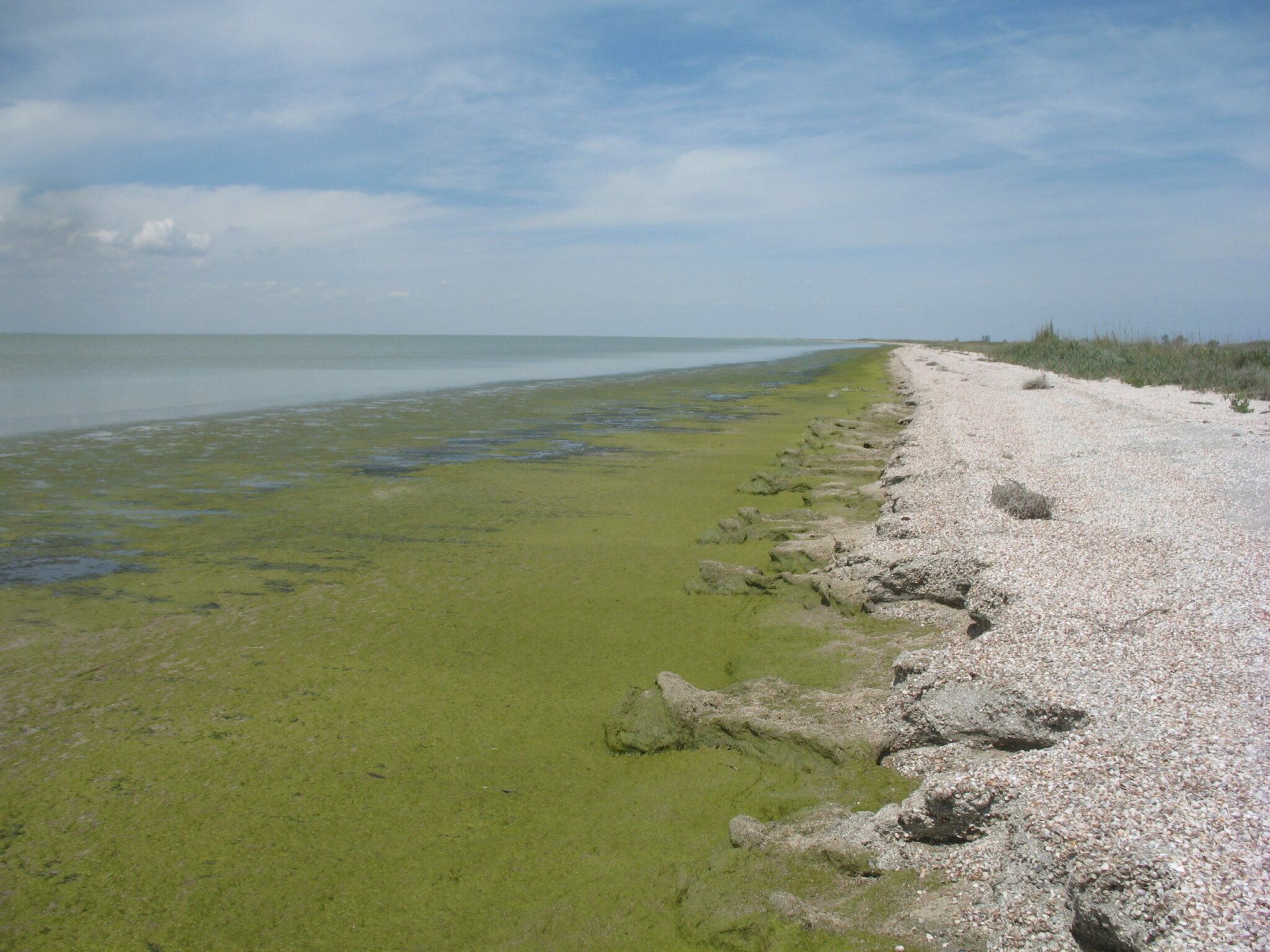 Закрытие Северо-Крымского канала сократило на треть разнообразие водорослей в заливе Сиваш