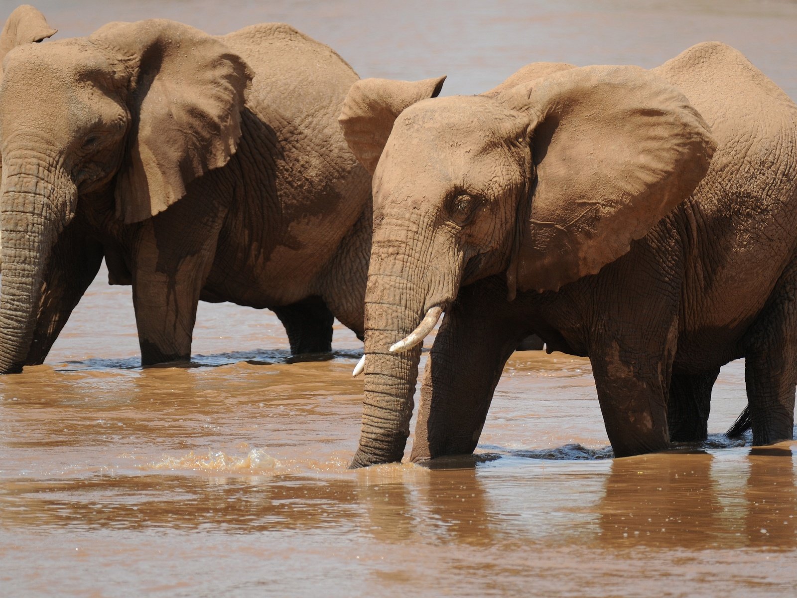 Показано, как слоны пользуются своим хоботом