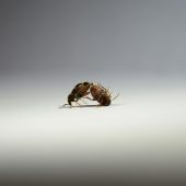 Спаривающиеся жуки Callosobruchus maculatus