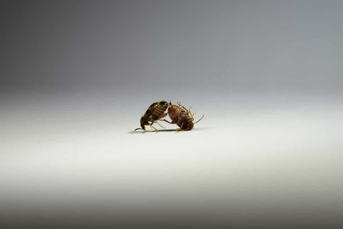 Спаривающиеся жуки Callosobruchus maculatus