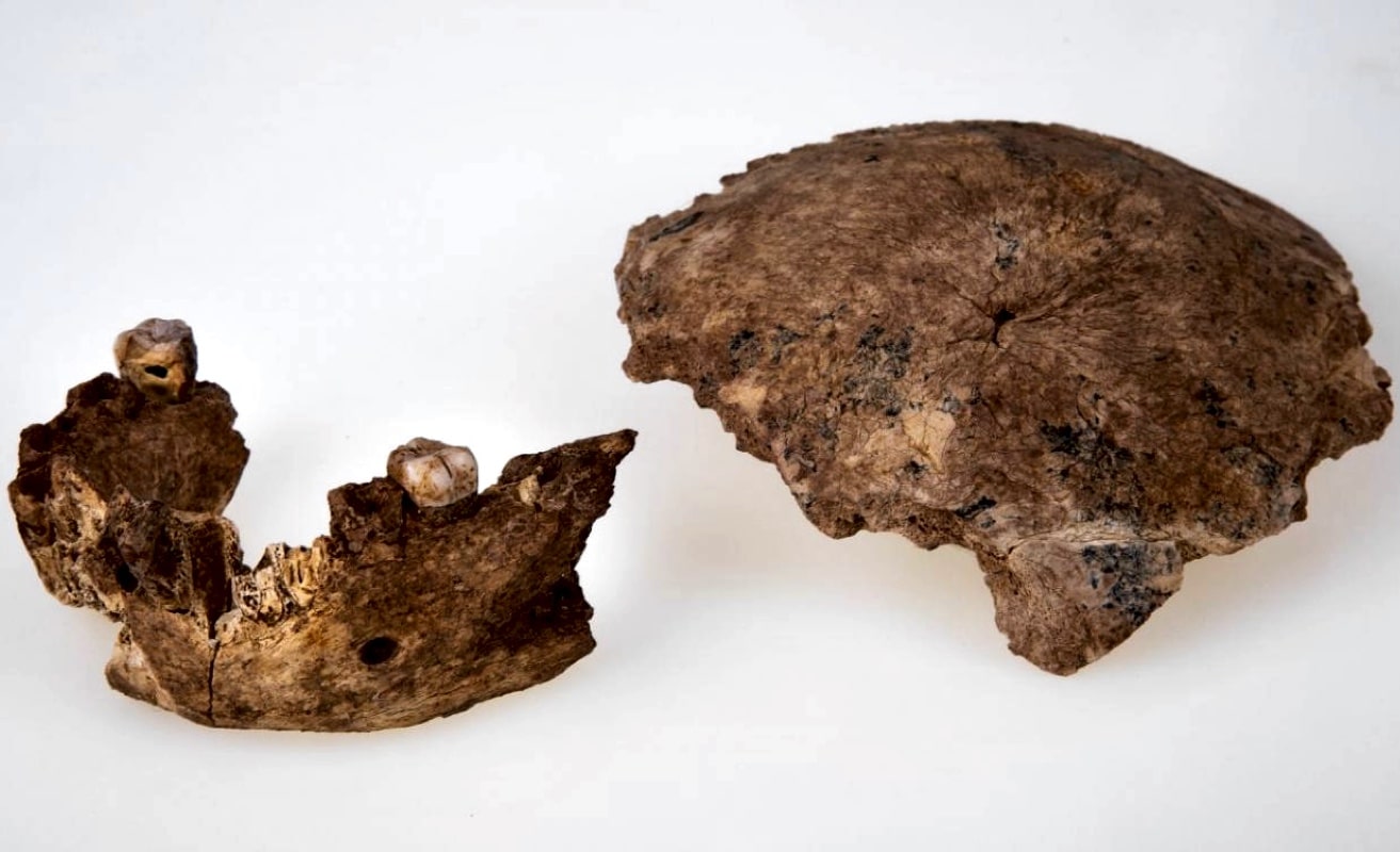 Найденные кости: челюсть и фрагмент черепа