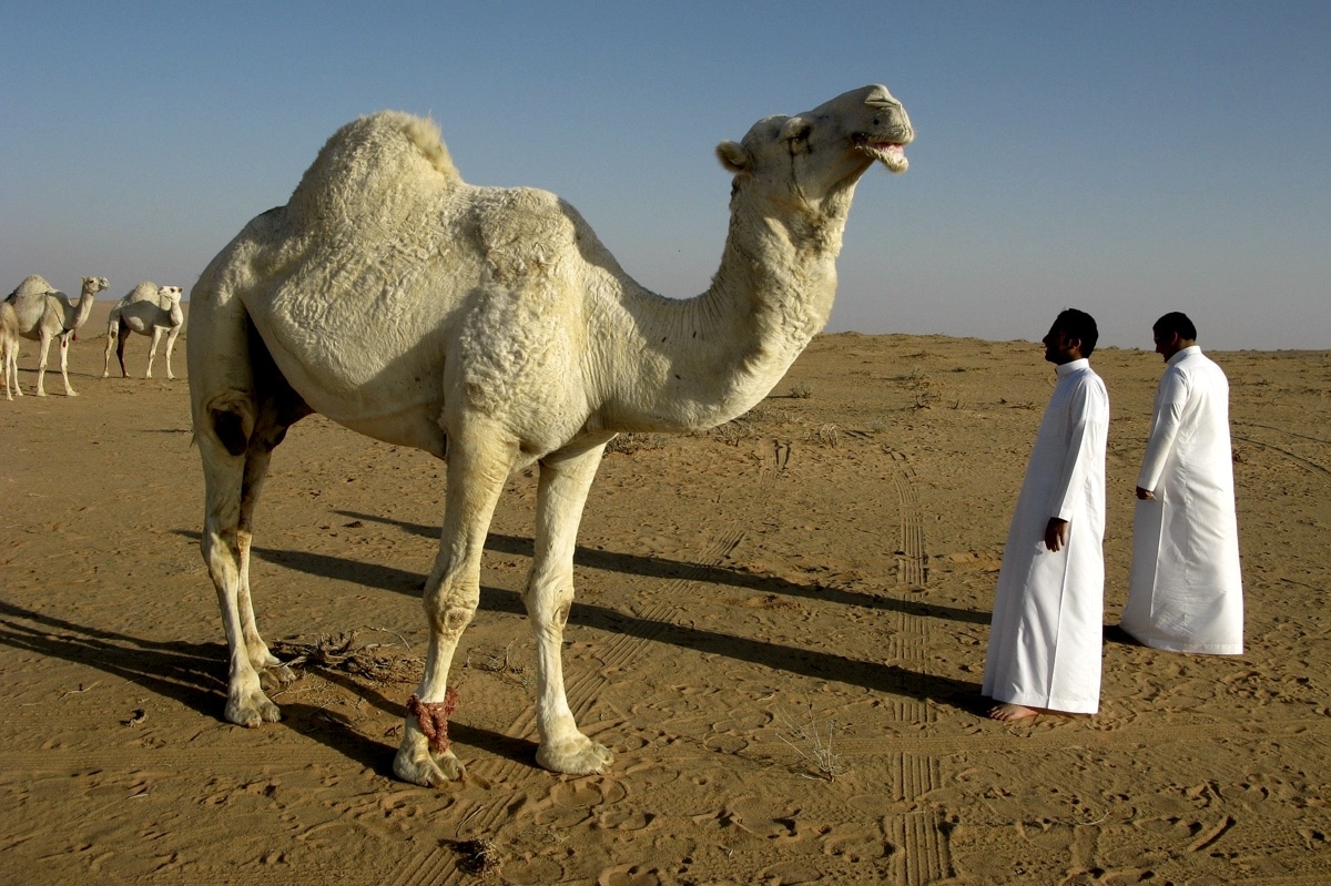Биологи нашли у верблюдов новые секреты экономии воды