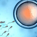 Генетики подтвердили способность клеток эмбриона «обнулять» свой биологический возраст
