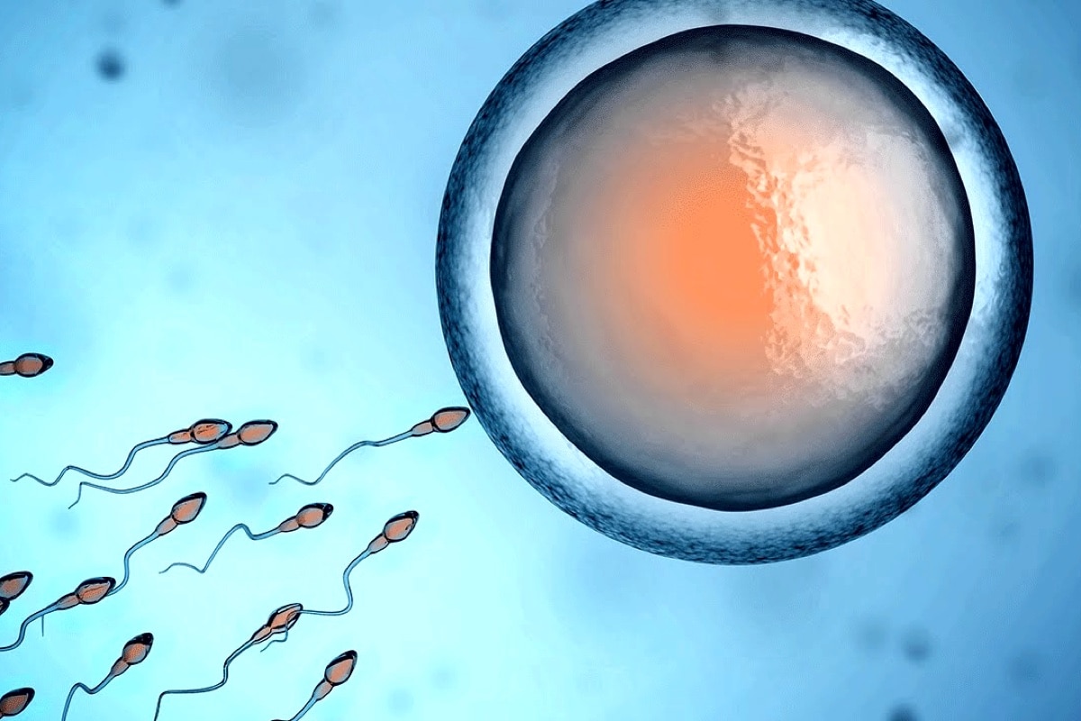 Генетики подтвердили способность клеток эмбриона «обнулять» свой биологический возраст
