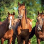 Ученые выяснили, как мигрировали предки современных лошадей