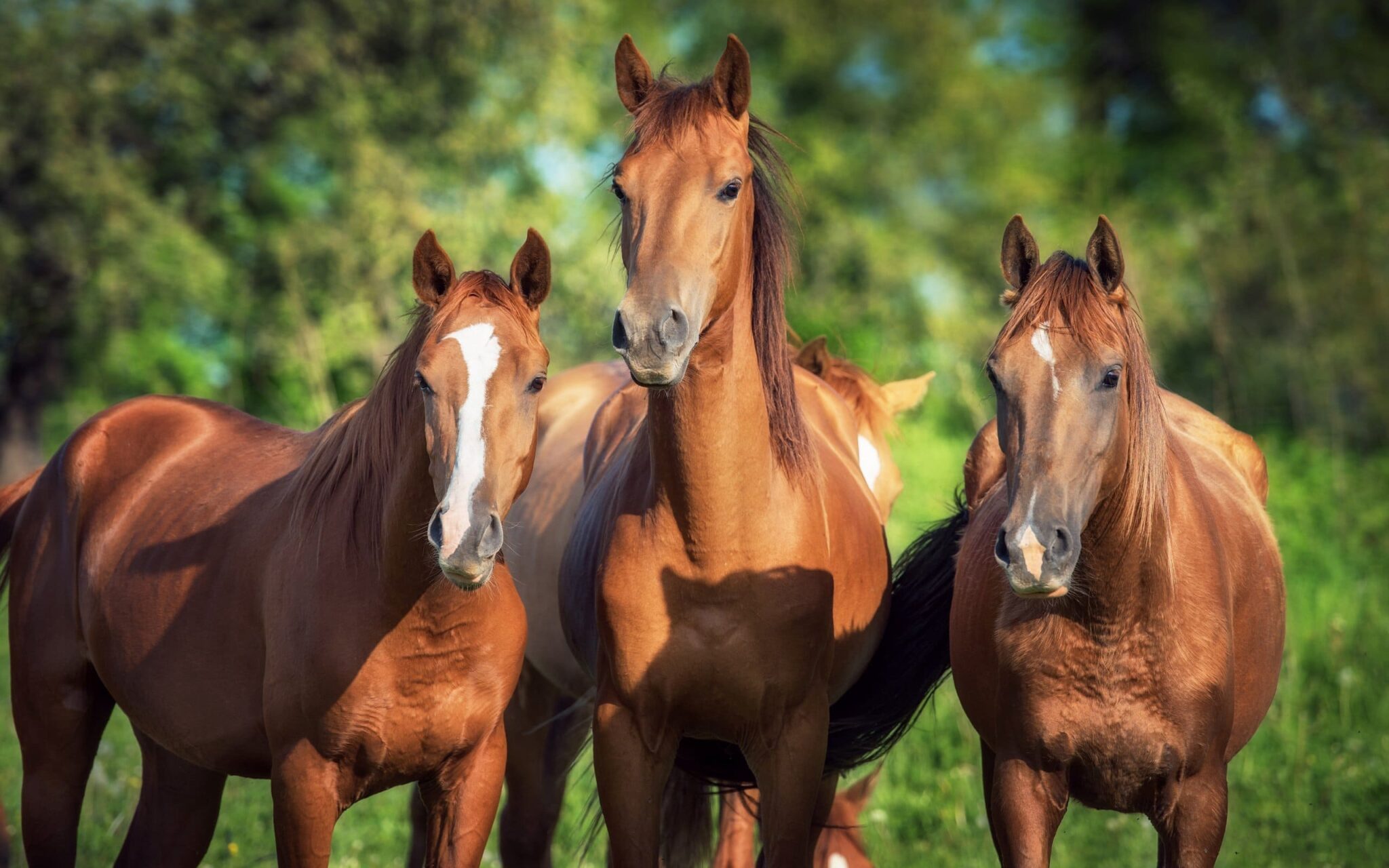 Ученые выяснили, как мигрировали предки современных лошадей