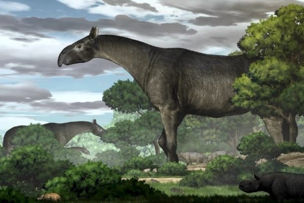 Реконструкция облика Paraceratherium linxiaense