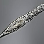 Российские ученые «воскресили» коловраток из древней мерзлоты