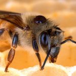 Грибы-паразиты спасут пчел от клещей-паразитов
