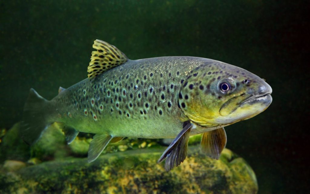 Кумжа / ©web-zoopark.ru