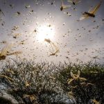 На зависть Дюймовочке: удивительный мир насекомых