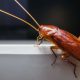 Инженеры создали робота-таракана, которого невозможно раздавить
