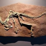 Палеонтологи выяснили, что динозавры могли дышать по-разному