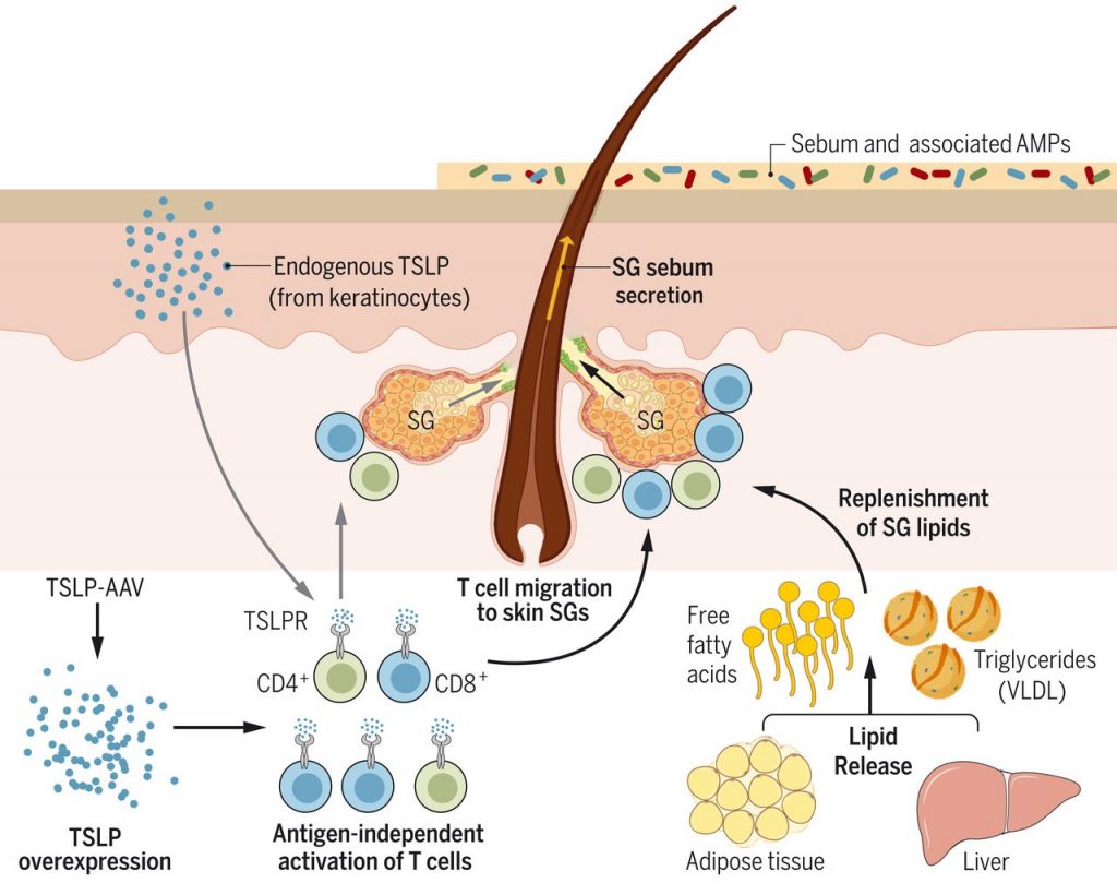 ТСЛП активирует Т-клетки, способствуя секреции кожного сала / © Ruth Choa et al., 2021
