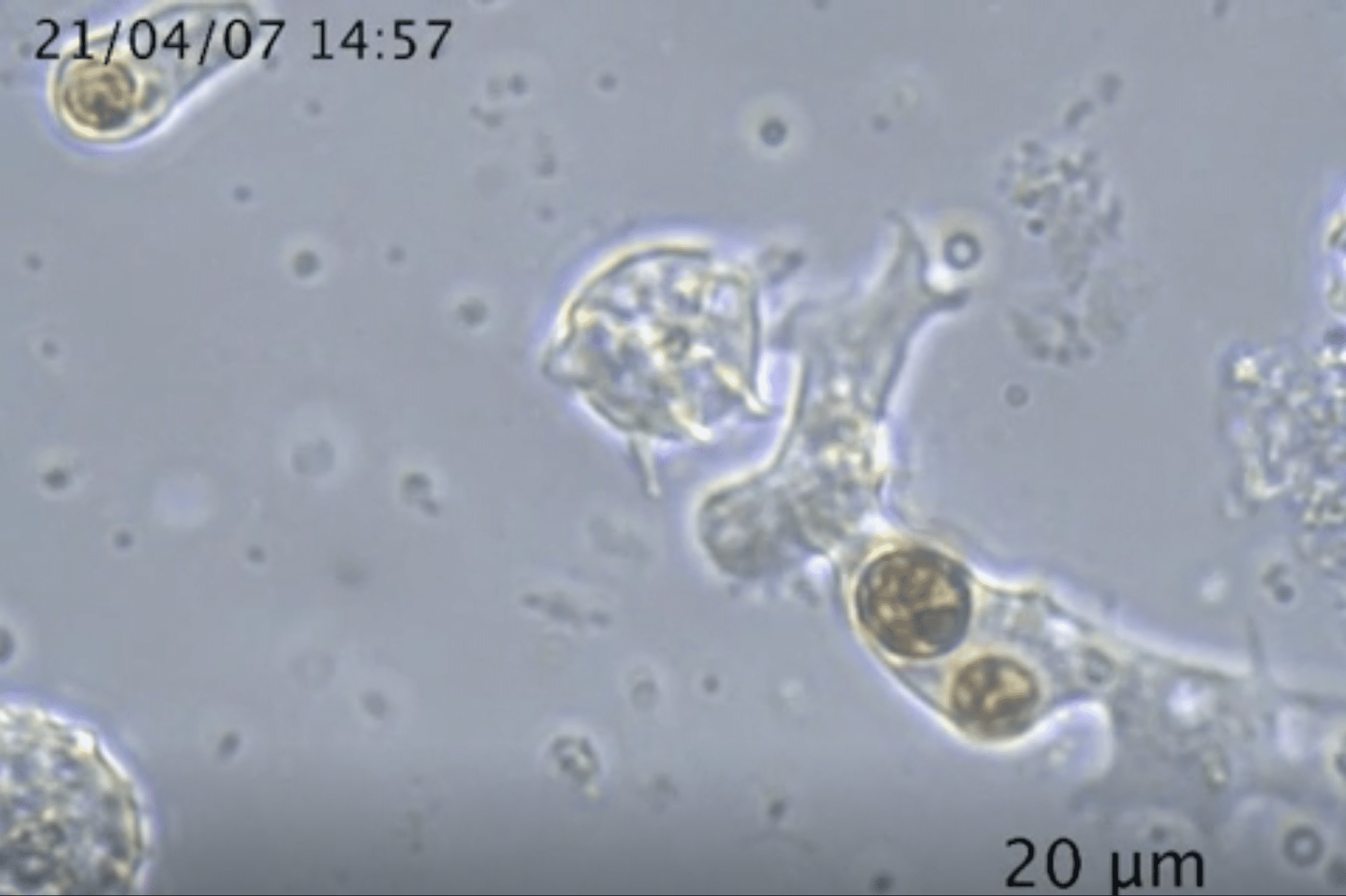 Процесс поглощения водорослей / ©Frontiers in Marine Science