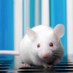 Мыши оказались способны контролировать содержание дофамина в мозге