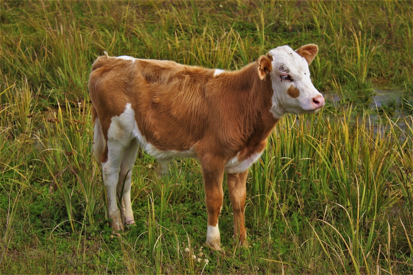 Первый клонированный теленок в России открыл дорогу к генно-модифицированному скоту