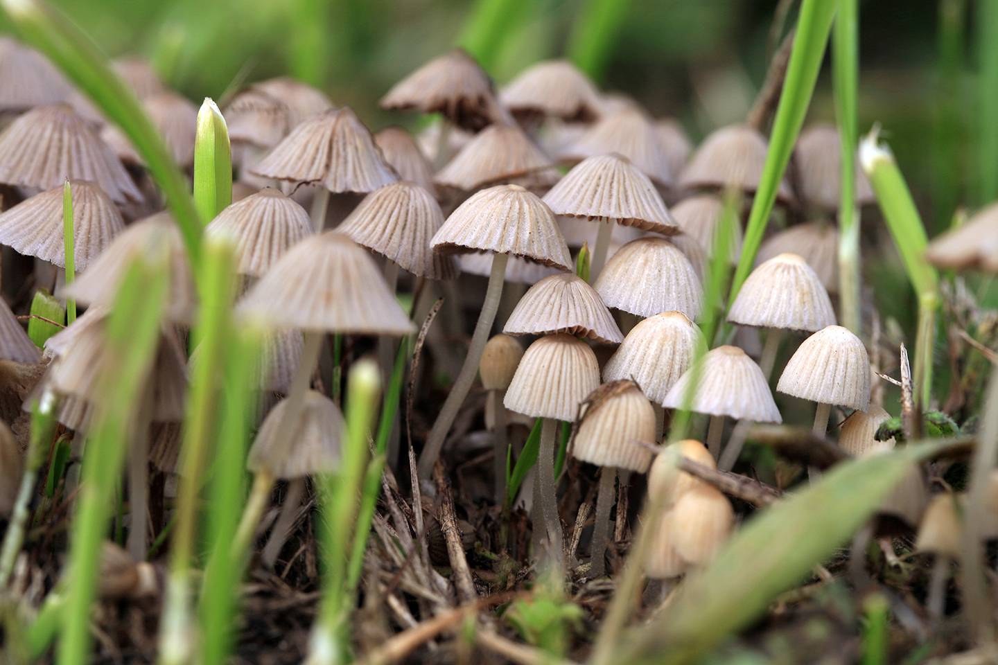 После обильных дождей на севере Одесской области собирают грибы-гиганты