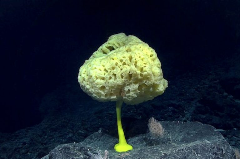 Морская губка Bolosoma