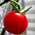 Плоды томатов оказались способны сигнализировать растению об опасности