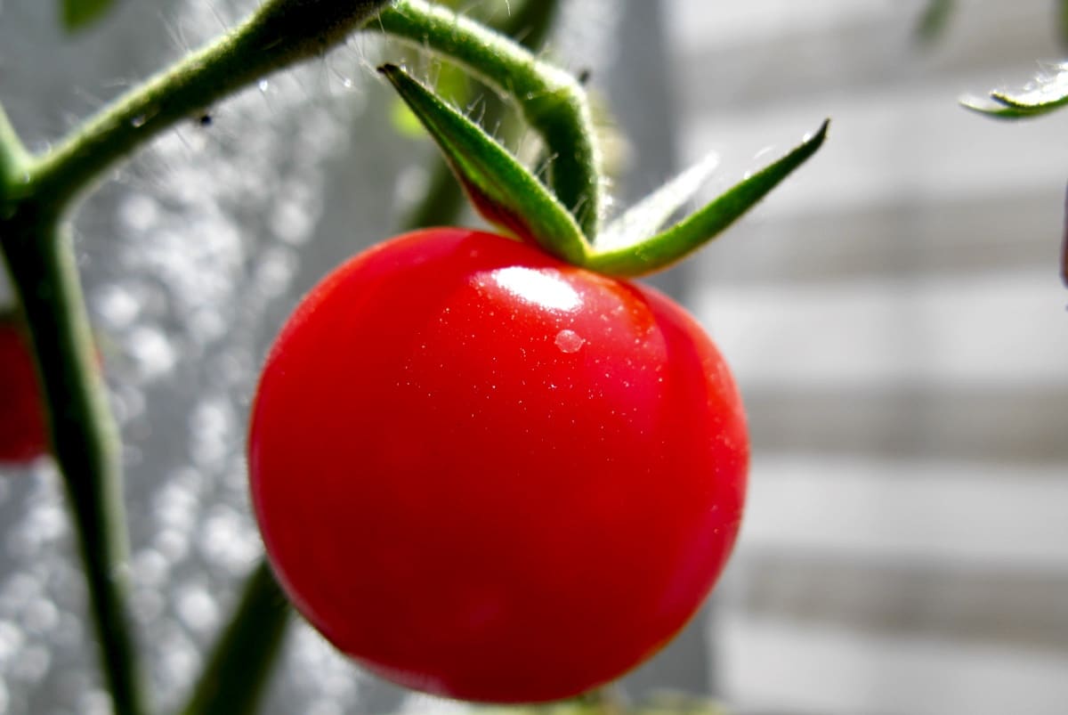 Плоды томатов оказались способны сигнализировать растению об опасности