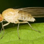 Тонкости обоняния насекомых помогут в создании репеллентов и скрининге лекарственных препаратов