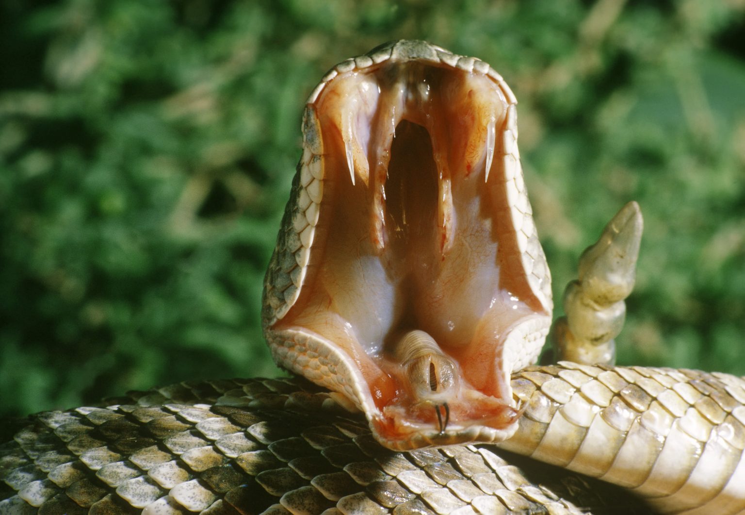 Ученые узнали, как у змей появились клыки