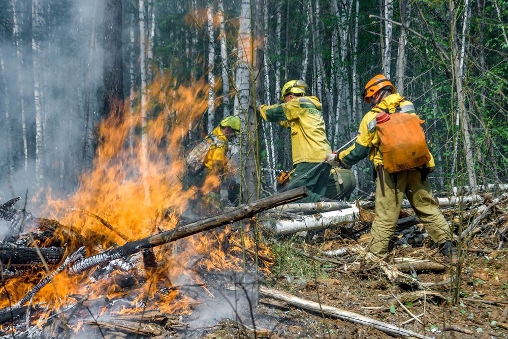 Российские леса постоянно горят, но их биомасса рекордно выросла. Как так вышло и что из этого следует? - фото 10