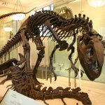 Один из самых крупных динозавров оказался падальщиком, а не хищником