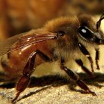 Биологи заметили, что агрессивные пчелы выделяют более насыщенный яд
