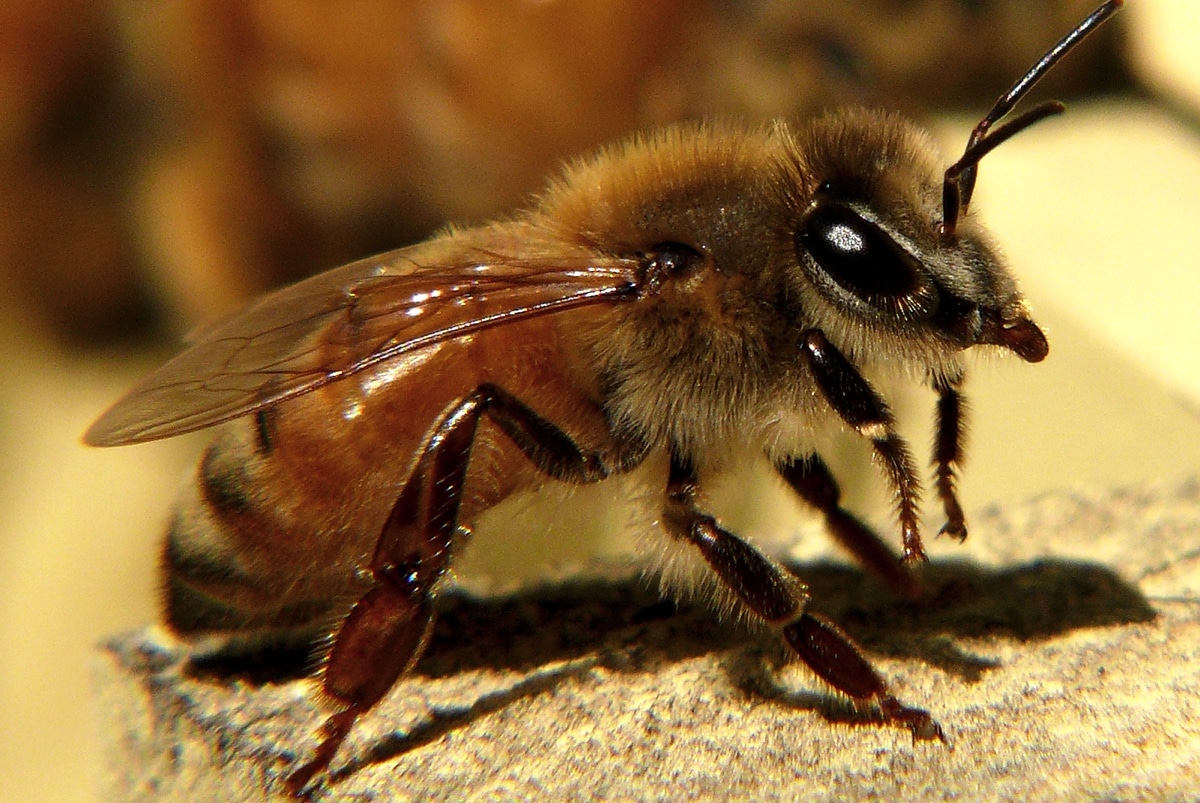 Биологи заметили, что агрессивные пчелы выделяют более насыщенный яд