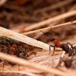 Выяснилось, как муравьи строят свои дома
