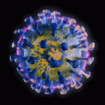https://naked-science.ru/wp-content/uploads/2021/08/corona-virus-dr-ezekiel-dr-ezekiel-corona-virus-150x150.gif