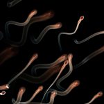 Подсчитано число мутаций в мужских половых клетках, вызывающих заболевания у потомства