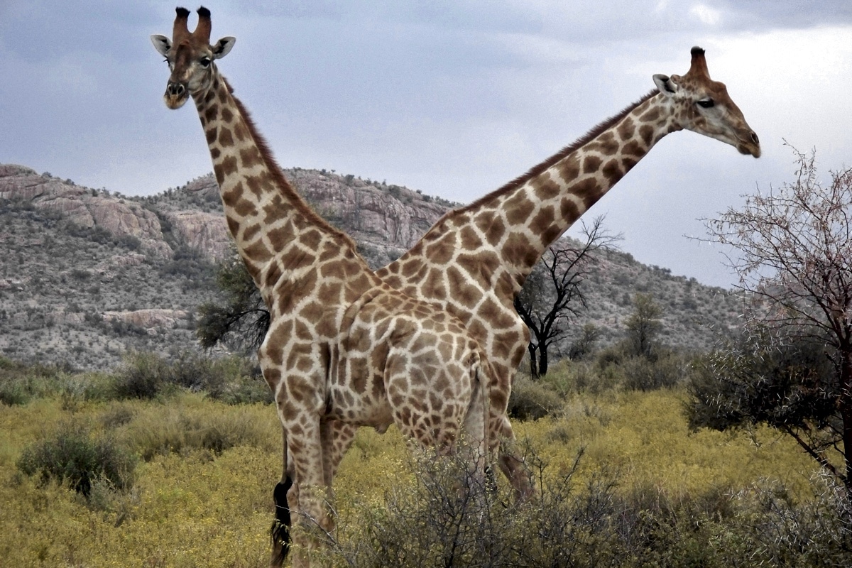 Жирафы оказались высокосоциальными животными с матриархатом