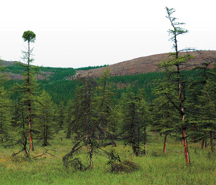 Российские леса постоянно горят, но их биомасса рекордно выросла. Как так вышло и что из этого следует? - фото 4
