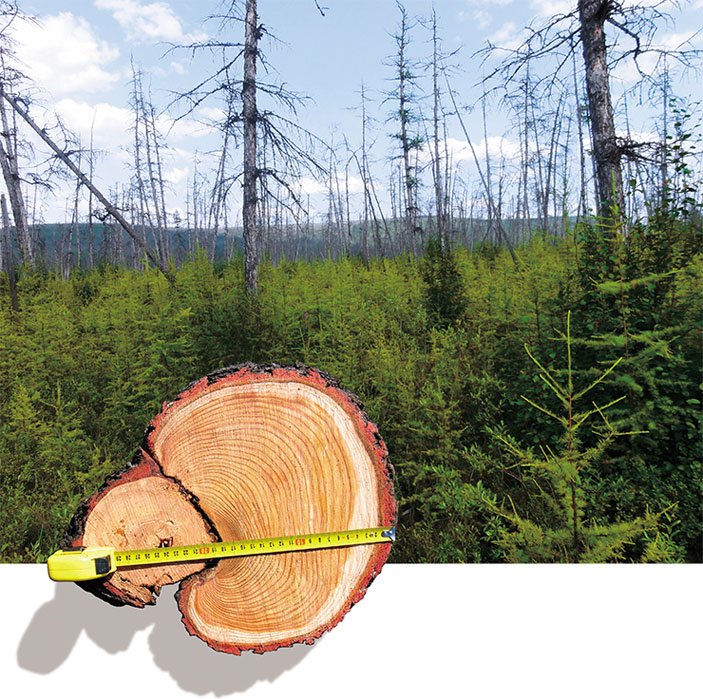 Российские леса постоянно горят, но их биомасса рекордно выросла. Как так вышло и что из этого следует? - фото 3