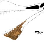 Ученые обнаружили останки одного из самых крупных птерозавров