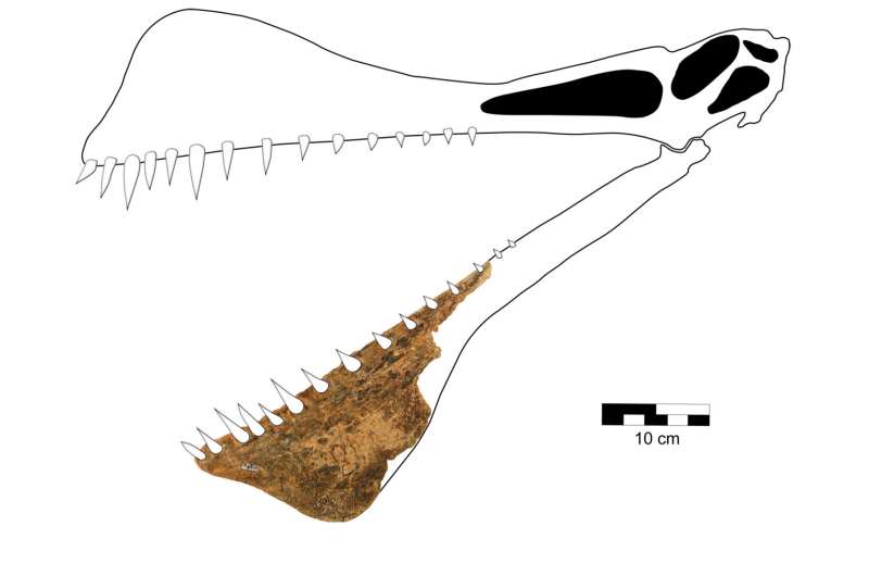 Ученые обнаружили останки одного из самых крупных птерозавров