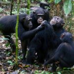 Дружба между самцами шимпанзе повлияла на численность их потомства