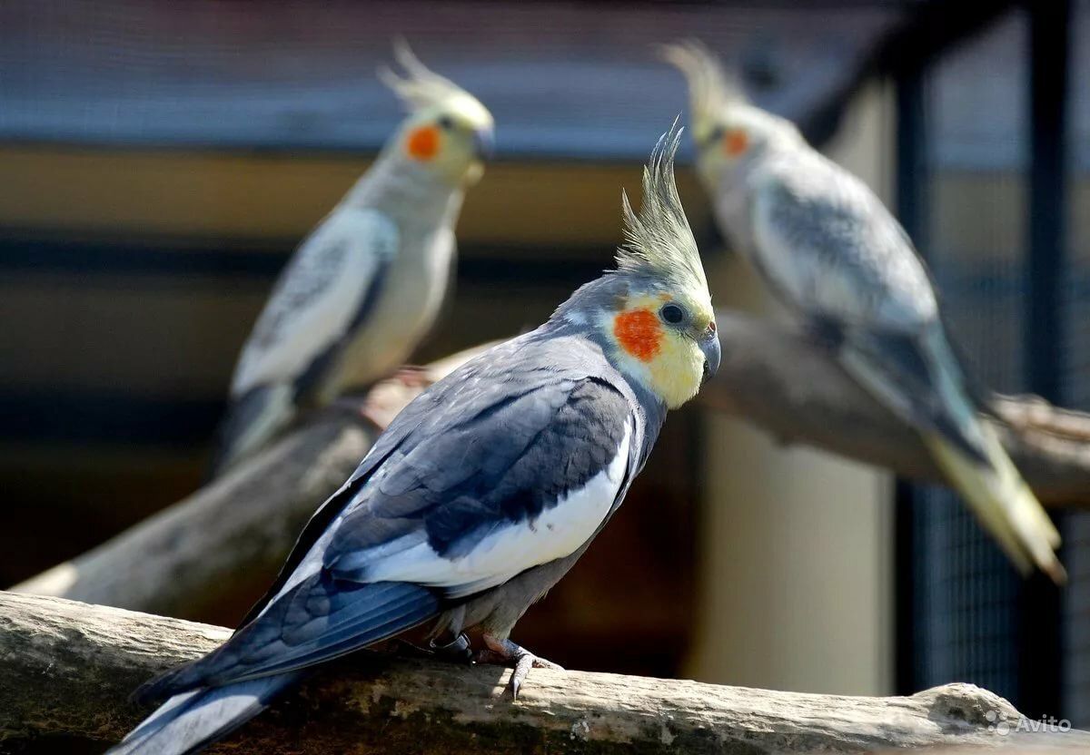 Попугаи оказались способны подпевать мелодиям человека