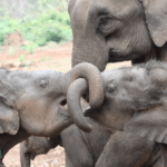 Слонам пошло на пользу наличие в популяции старших сестер и братьев