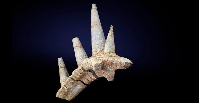 Ребро первого африканского анкилозавра