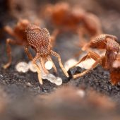 Несмотря на устрашающую остроту, мандибулы муравьев могут служить весьма тонким рабочим инструментом