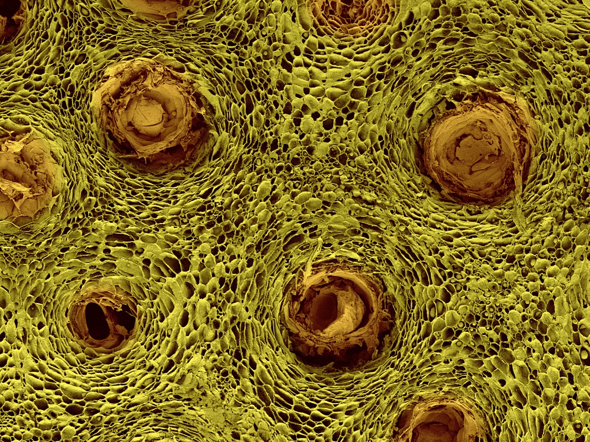 строение раст клетки под микроскопом фото 38