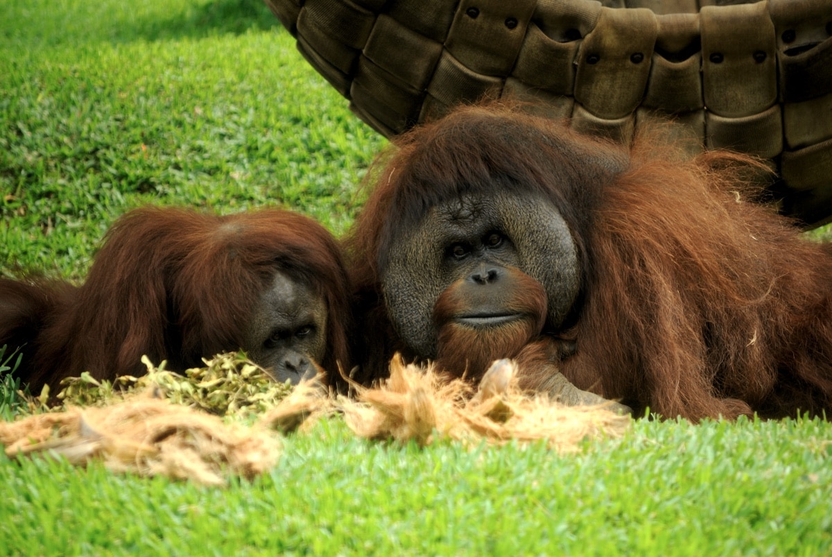 Орангутаны догадались, как расколоть орех тяжелым предметом