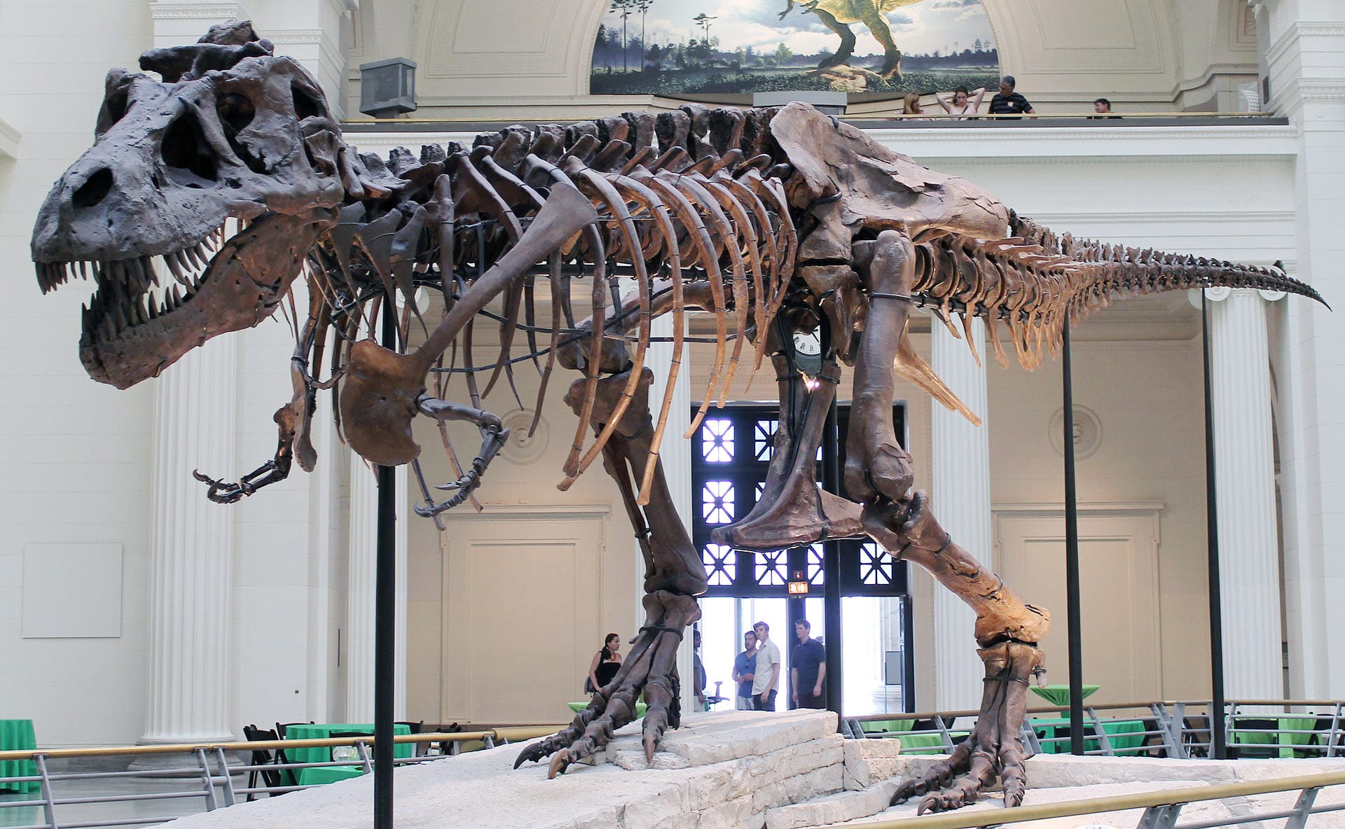 Тираннозавры и другие хищные тероподы виляли хвостом