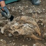В Англии нашли гробницу ребенка с массовыми ритуальными жертвоприношениями животных