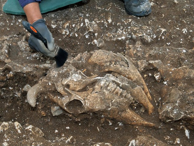 В Англии нашли гробницу ребенка с массовыми ритуальными жертвоприношениями животных